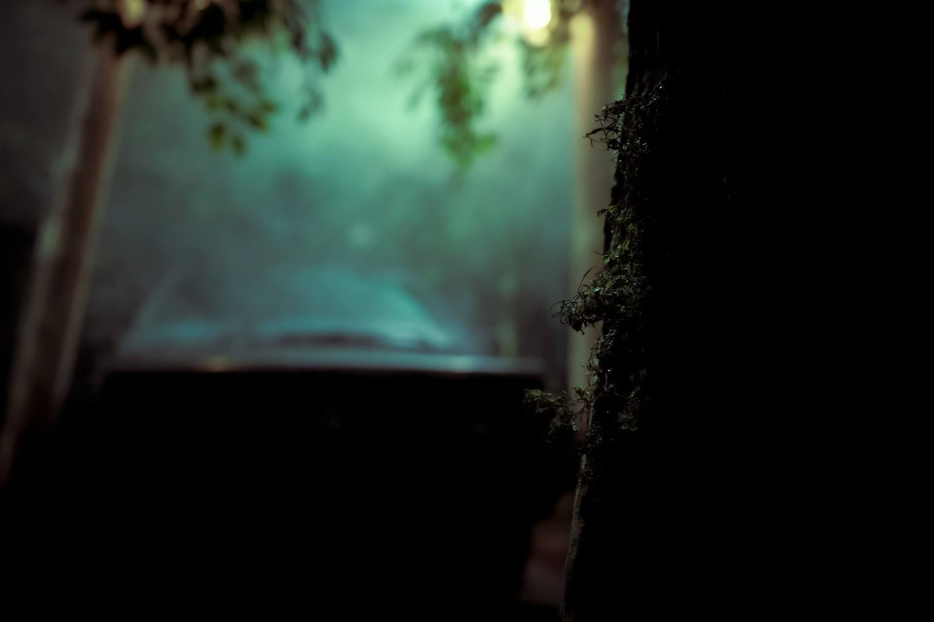 The Dark Forest